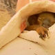 Illustration for article titled Beloved Koala Famous for Viral Rescue Has Been Put Down